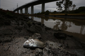 Hundreds of fish died in Stony Creek near the fire in the days following. 
