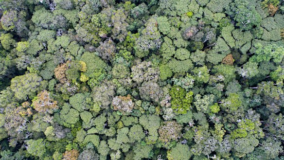 Upland rainforest on Mount Windsor, part of the Wet Tropics World Heritage Area.