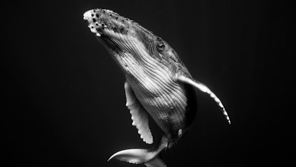 Jem Cresswell wanted viewers to feel they were looking the whale in the eye so they would feel a connection to the animals he loves. 