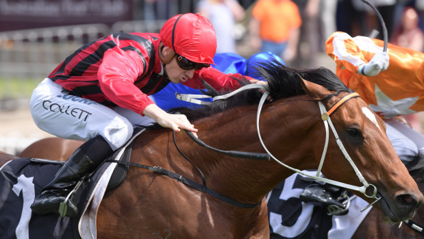 Gem Song will use Saturday's Shannon Stakes to tune up for the Epsom.
