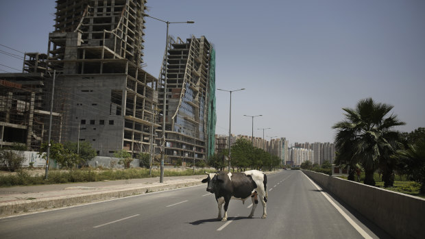 A bull stands in the middle of a deserted road during lockdown to control the spread of the new coronavirus, on the outskirts of Delhi.