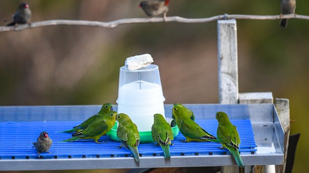 Orange-bellied parrots at the feeding platform in Melaleuca.