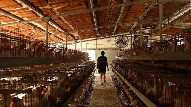Thai farmworkers on a chicken farm in Margaliot, Israel. Thais comprise a great proportion of Israel farmworkers due to a labour deal between the two countries.