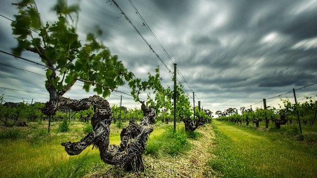 Henschke’s Mount Edelstone Vineyard.
