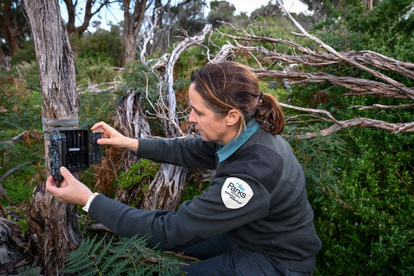 Invasive species planning officer Emily Green checks on a remote camera in the bush.