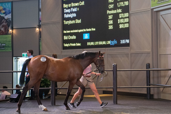 The Inglis Classic Sale's top lot was a colt by Deep Field out of Raheights which sold for $380,000.