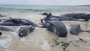 The pilot whales stranded in south west WA.