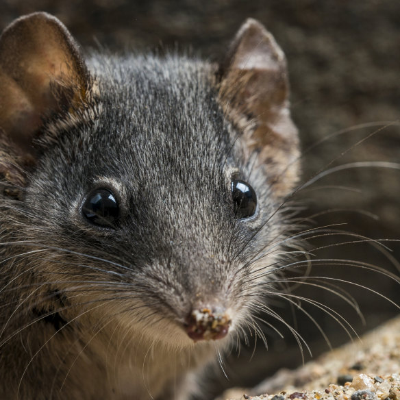The antechinus or broad footed marsupial “mouse” - you were wondering, weren’t you?