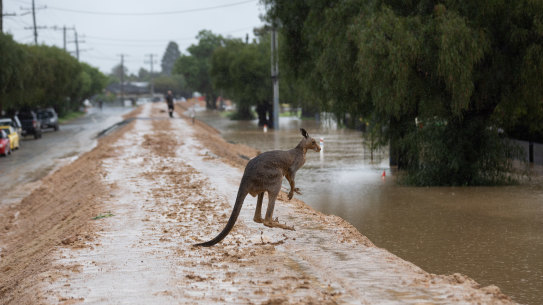 A kangaroo jumps Echuca’s makeshift levee that held up on Sunday night despite heavy rain.