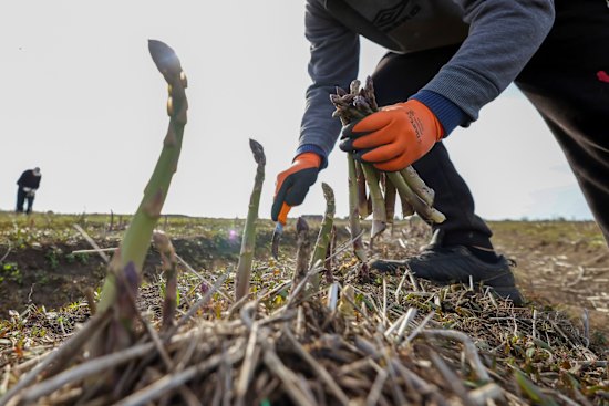 Not such a tasty spear.