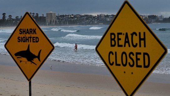 Os nadadores entram brevemente na água em Manly Beach, onde há placas alertando sobre avistamentos de tubarões e que a praia está fechada após o ataque de tubarão de segunda-feira.