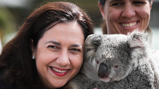 Premier asks for report as controversial koala shift policy is debated