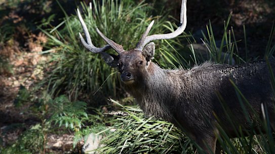 There are hundreds of wild deer in the Royal National Park. 