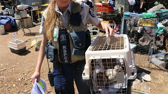 An RSPCA WA inspector carries a crate containing quails from the property.