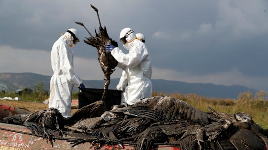 Workers put a dead crane in a bag at the Hula Lake conservation area, near of the Sea of Galilee, in northern Israel.