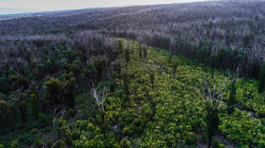 A native timber forest on the outskirts of Orbost which was partially logged three years ago after a bushfire.
