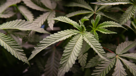 Medicinal cannabis helps with pain relief.