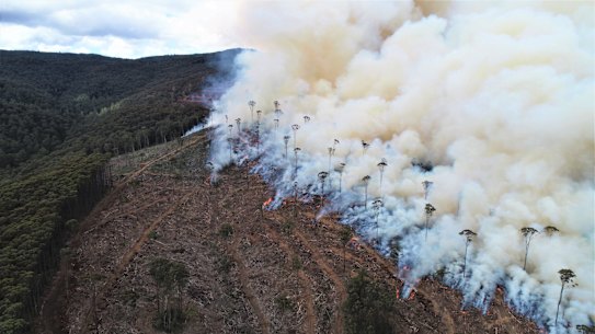 Post logging fires at Big Pats Creek, near Healesville.
