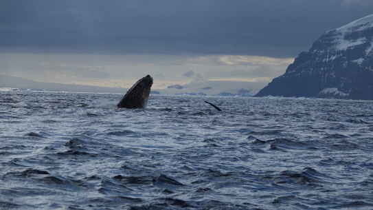 A breaching humpback whale.
