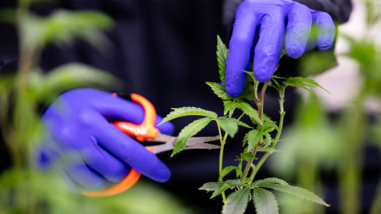 Mia Freedman’s media company Mamamia and News Corp’s magazine division are being sued by the therapeutic goods federal watchdog, accused of unlawfully advertising medicinal cannabis.