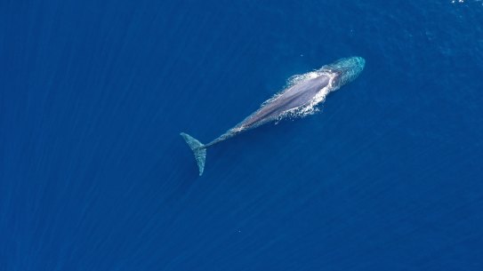 A pygmy blue whales photographed by drone off the north coast of East Timor.