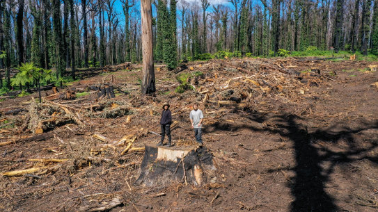 Activists Owen Hanson (left) and Chris Schuringa in a logged coupe near Congerah in 2020.