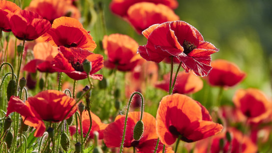 Poppies ... the flowers of remembrance can also bring unbridled joy.