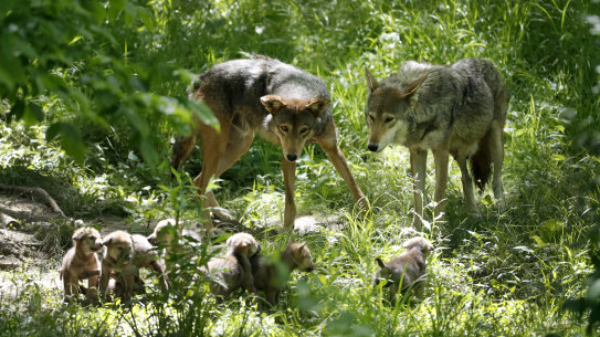 The reduction in numbers of American red wolves - pictured here at the Endangered Wolf Centre in Missouri - have allowed coyote numbers to flourish. 