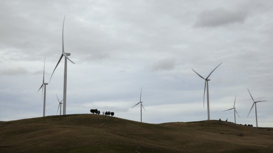 Wind turbines tower over cattle on property owned by Charlie Prell near Crookwell in NSW.