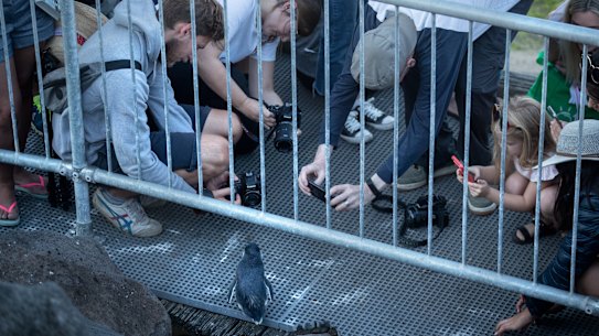 At their peak, the St Kilda penguins attracted crowds of thousands in 2019.