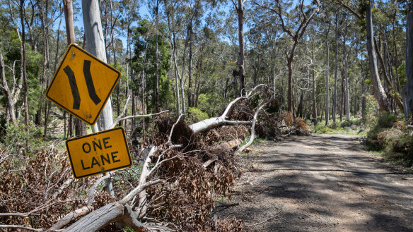 The 2021 storms created widespread damage in the Wombat State Forest.