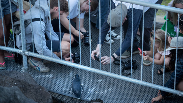 Fee flip follows flap over $24 slug to see St Kilda penguins