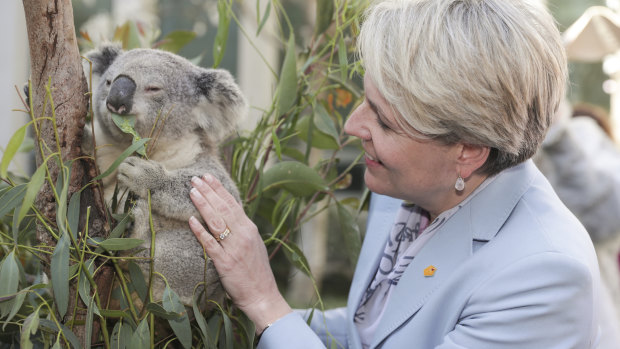 Plibersek’s biodiversity credits ‘won’t save koalas’, Greens say