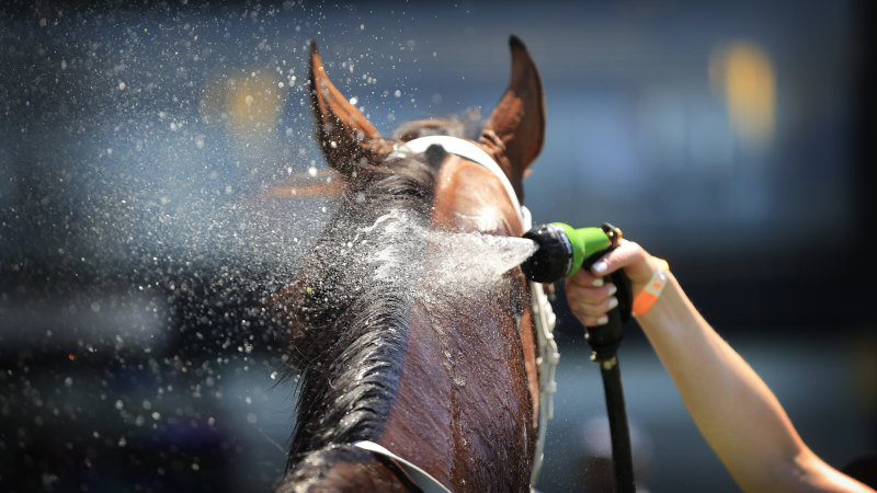 Coffs Harbour Sawtell Cup Day Races Thursday Tips And Full Preview