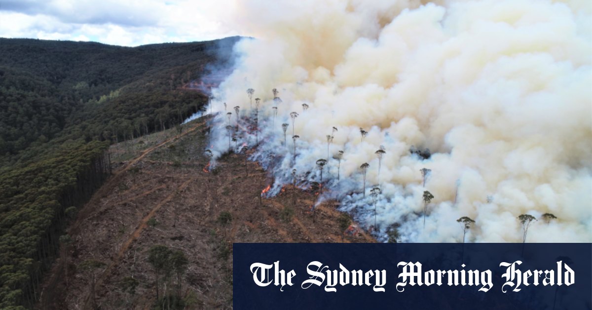 Taxpayers billed $38 million as logging agency fails to supply timber