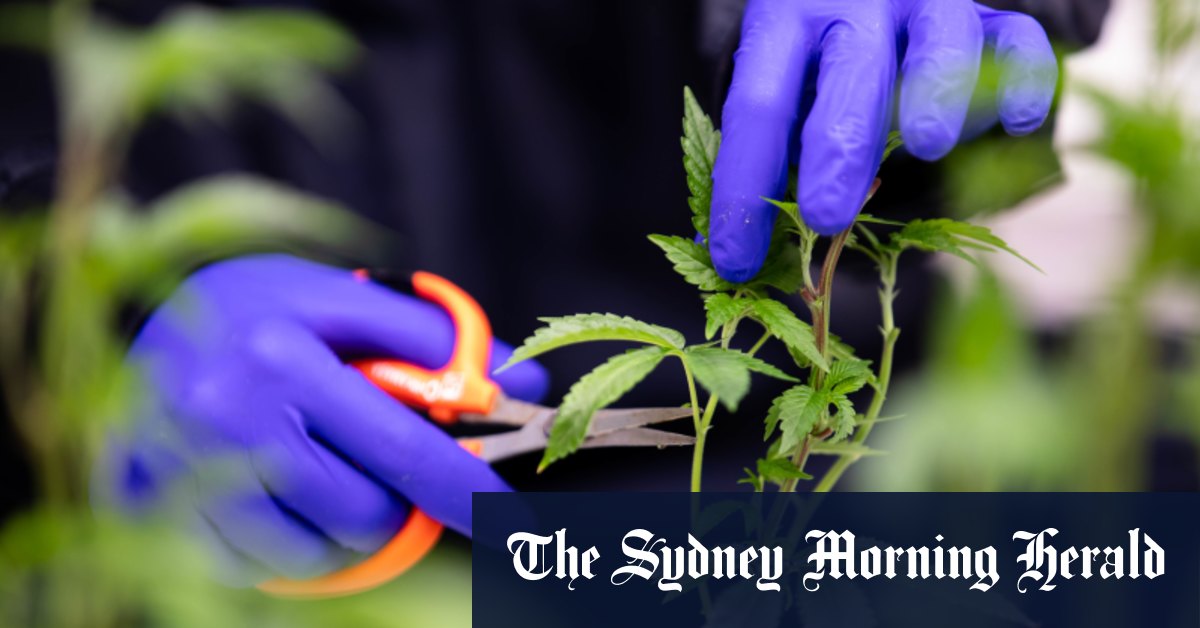 Mia Freedman’s Mamamia and News Corp sued over cannabis ads
