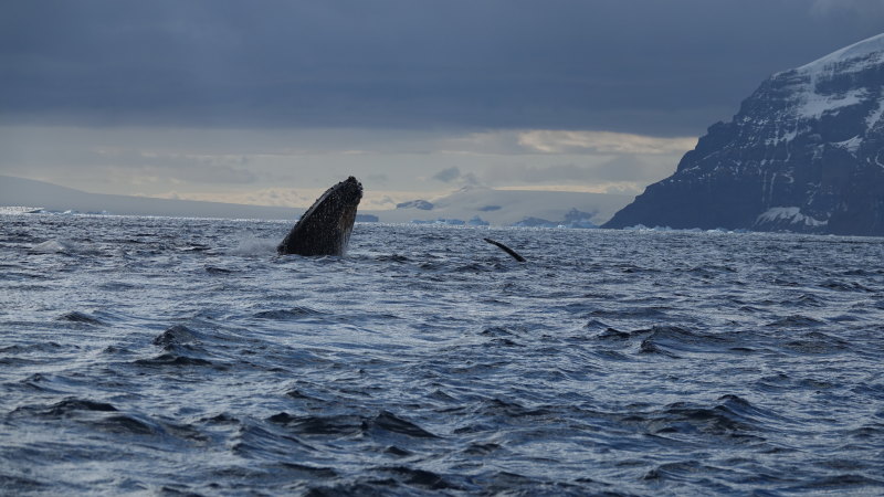 I thought my seventh trip to Antarctica would be my last. But then ...