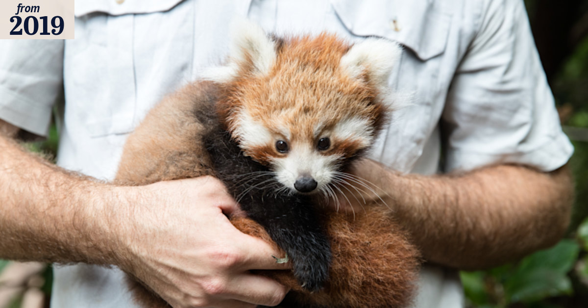 Taronga Zoo's red panda breeding program produces triplets for the ...
