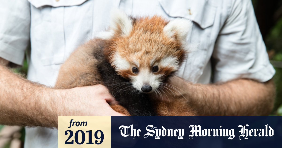 Taronga Zoo's red panda breeding program produces triplets for the first  time