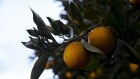 La Niña took a heavy toll on Costa Group’s citrus crops.