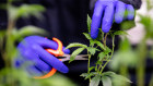 The raising has allowed medicinal cannabis advocates to have a direct financial interest in the growth of the sector. 