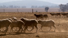 Sheep near Orange. Drought conditions are sending meat prices higher. 