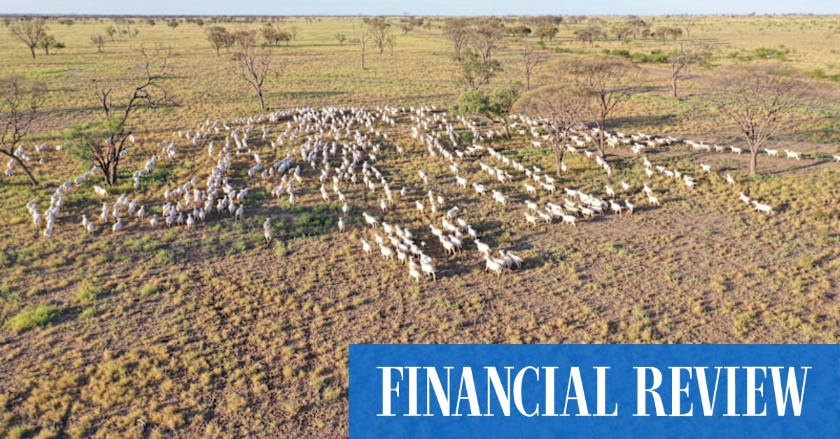 Agri fund manager targets SMSFs for $120m beef and sheep expansion - Vimarsana News