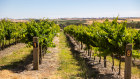 The Lyndoch vineyard in the Barossa Valley is being acquired by Seppeltsfield.