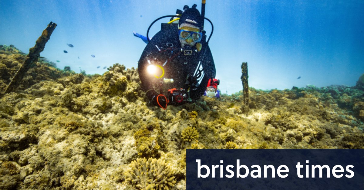 Karang IVF muncul untuk pertama kalinya, membuka jalan untuk perbaikan Great Barrier Reef