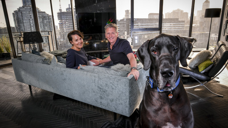 Who says you can t keep a Great Dane in a city apartment