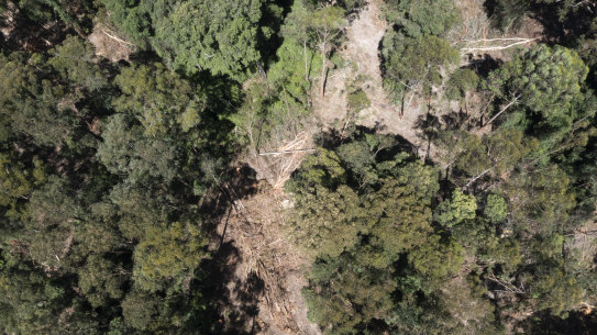 A native forest logging site in Wild Cattle Creek State Forest, part of the assessment area for the Great Koala National Park.