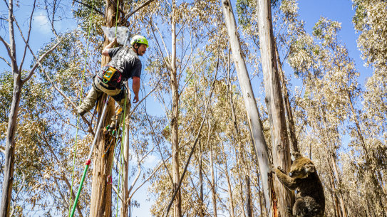 Kai Wild works to rescue a malnourished koala from burnt forests on Kangaroo Island.