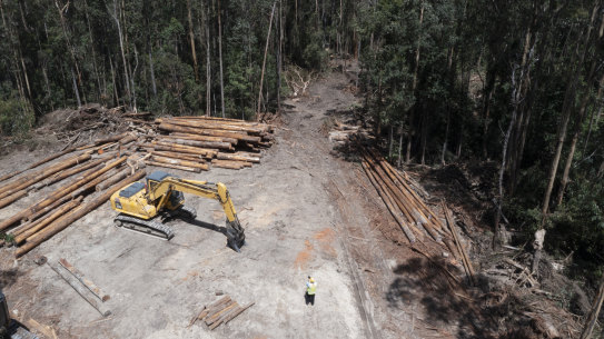 A native forest logging site in Wild Cattle Creek state forest in December, part of the assessment area for the Great Koala National Park.