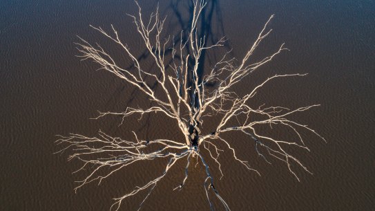 Narran Lakes near Brewarrina in north west NSW has had its biggest inflow since 2013 but the area remains drought affected. 